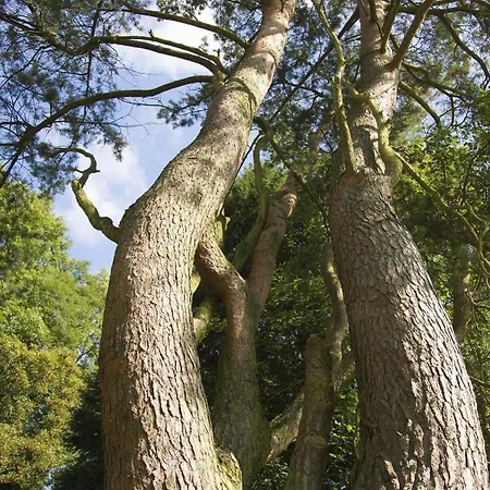 Oda ve Kahvaltı Bloemenweelde